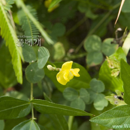 새팥(Vigna angularis (Willd.) Ohwi & H.Ohashi var. nipponensis (Ohwi) Ohwi & H.Ohashi) : 카르마