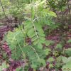 황기(Astragalus penduliflorus Lam. var. dahuricus (DC.) X.Y. Zhu) : 들국화