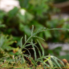 큰봉의꼬리(Pteris cretica L.) : 봄까치꽃