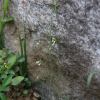 애기장대(Arabidopsis thaliana (L.) Heynh.) : 도리뫼