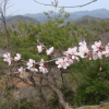 시베리아살구(Prunus sibirica L.) : 무심거사