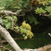 등수국(Hydrangea petiolaris Siebold & Zucc.) : 무심거사