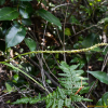 씨눈난초(Herminium lanceum var. longicrure (C.Wright) Hara) : habal