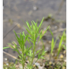 물쑥(Artemisia selengensis Turcz. ex Besser) : 무심거사