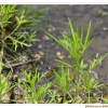 물쑥(Artemisia selengensis Turcz. ex Besser) : 무심거사