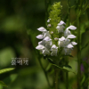 흰꿀풀(Prunella vulgaris L. subsp. asiatica (Nakai) H.Hara f. leucocephala K.Ohashi) : 晴嵐