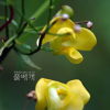새팥(Vigna angularis (Willd.) Ohwi & H.Ohashi var. nipponensis (Ohwi) Ohwi & H.Ohashi) : 가야