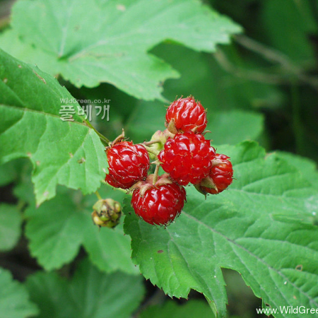 산딸기(Rubus crataegifolius Bunge) : 은하수