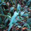 범꼬리(Bistorta officinalis Delarbre subsp. japonica (H.Hara) Yonek.) : 통통배