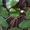 마름(Trapa japonica Flerow) : kplant1