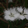 흰술패랭이꽃 : 도리뫼