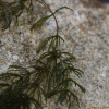오성붕어마름(Ceratophyllum demersum var. quadrispinum Makino) : 설뫼*