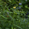 나도공단풀(Sida rhombifolia L.) : 청암