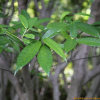 좁은잎천선과(Ficus erecta Thunb. f. sieboldii (Miq.) Corner) : 무심거사
