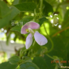 강낭콩(Phaseolus vulgaris var. humilis Alef.) : 현촌