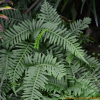 미역고사리(Polypodium vulgare L.) : 통통배