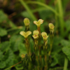 고산구슬붕이(Gentiana wootchuliana W.K.Paik) : 산들꽃