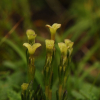 고산구슬붕이(Gentiana wootchuliana W.K.Paik) : 산들꽃