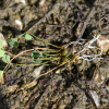 네가래(Marsilea quadrifolia L.) : 파랑새