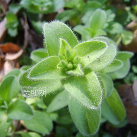 점나도나물(Cerastium holosteoides Fr. subsp. vulgare (Hartm.) I.V.Sokolova) : 塞翁之馬
