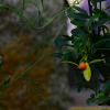 금감(Fortunella japonica var. margarita (Swingle) Makino) : 꽃천사