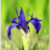 제비붓꽃(Iris laevigata Fisch. ex Turcz.) : 晴嵐