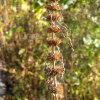 층꽃나무(Caryopteris incana (Thunb.) Miq.) : 추풍