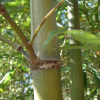 왕대(Phyllostachys bambusoides Siebold & Zucc.) : 봄까치꽃
