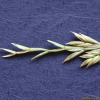 호밀풀(Lolium perenne L.) : 봄까치꽃