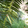 비자나무(Torreya nucifera (L.) Siebold & Zucc.) : 벼루