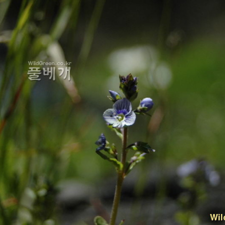방패꽃(Veronica serpyllifolia subsp. humifusa) : 벼루