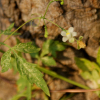 풍선덩굴(Cardiospermum halicacabum L.) : 풀배낭