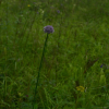 두메부추(Allium dumebuchum H.J.Choi) : 김새벽