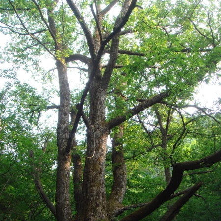 쪽버들(Salix cardiophylla Trautv. & C.A.Mey.) : 박용석nerd