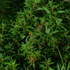 백산차(Ledum palustre var. diversipilosum Nakai) : 곰배령