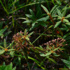 백산차(Ledum palustre var. diversipilosum Nakai) : 곰배령