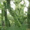 담쟁이덩굴(Parthenocissus tricuspidata (Siebold & Zucc.) Planch.) : 산림감시원