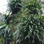 산일엽초 : 식물천국