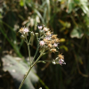 사창분취(Saussurea calcicola Nakai) : 현촌