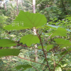 예덕나무(Mallotus japonicus (Thunb.) Muell. Arg.) : 무심거사
