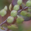 대부도냉이(Lepidium perfoliatum L.) : 도리뫼