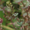 대부도냉이(Lepidium perfoliatum L.) : 도리뫼