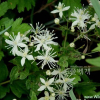 사위질빵(Clematis apiifolia DC.) : 河志