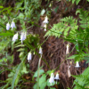 넓은잔대(Adenophora divaricata Franch. & Sav.) : 무심거사