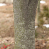 붉가시나무(Quercus acuta Thunb.) : 봄까치꽃