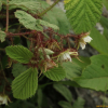 멍덕딸기(Rubus idaeus L. subsp. melanolasius Focke) : 무심거사