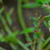 마디꽃(Rotala indica (Willd.) Koehne) : 통통배