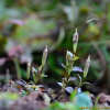꼬인용담(Gentianopsis contorta (Royle) Ma) : 통통배