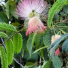 자귀나무(Albizia julibrissin Durazz.) : 봄까치꽃