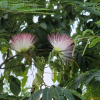 자귀나무(Albizia julibrissin Durazz.) : 봄까치꽃